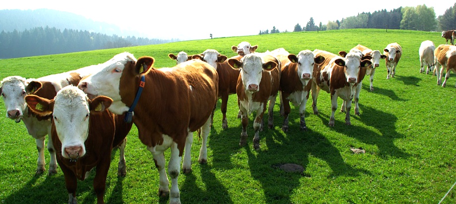 Alter Aufkleber Landwirtschaft MILCHLAND NIEDERSACHSEN Kühe